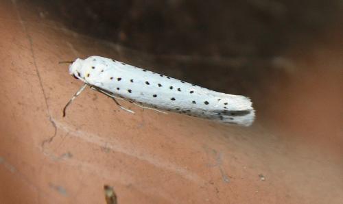 Yponomeuta evonymella